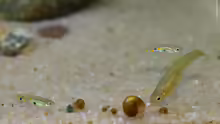 Poecilia obscura