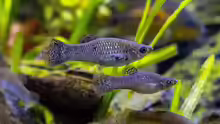 Poecilia sphenops