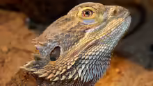 Pogona vitticeps