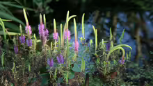 Pogostemon erectus - Indische Sternpflanze Blüte