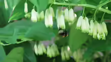 Polygonatum multiflorum