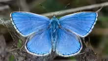 Polyommatus bellargus