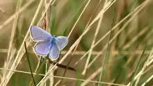 Polyommatus icarus