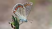 Polyommatus thersites