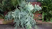 Polypodium aureum