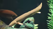 Polypterus bichir