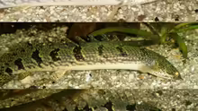Polypterus delhezi