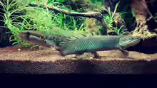 Polypterus senegalus