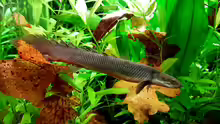 Polypterus