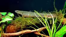 Polypterus senegalus