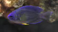 Pomacentrus caeruleopunctatus