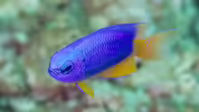 Pomacentrus coelestis