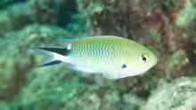 Pomachromis richardsoni