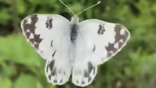 Pontia callidice
