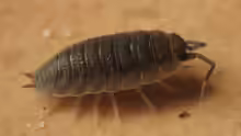 Porcellio scaber