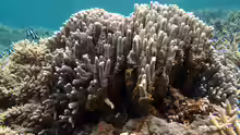 Porites compressa