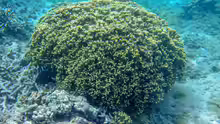 Porites lichen