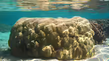 Porites lutea