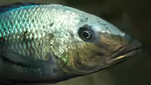 Portrait Fossorochromis rostratus