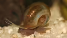 Posthornschnecke, die sind echt richtig schnell!