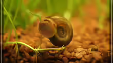 Posthornschnecke