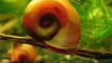 Posthornschnecke