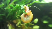 Planorbarius corneus
