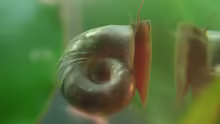 Posthornschnecke