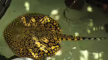 Potamotrygon tigrina