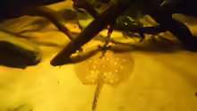 Potamotrygon