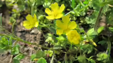 Potentilla neumanniana
