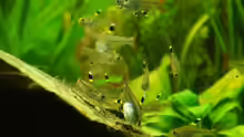 Pristella maxillaris
