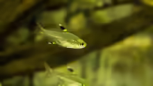 Pristella maxillaris