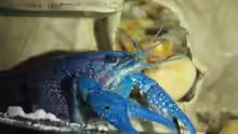 Procambarus alleni
