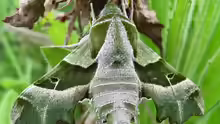 Proserpinus proserpinus