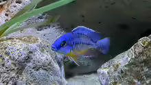 Protomelas fenestratus
