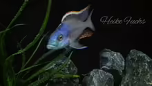 Protomelas similis