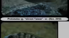 Protomelas sp. ´steveni Taiwan´ - (w) Mix 2
