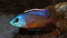 Protomelas taeniolatus
