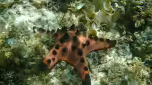 Protoreaster nodosus