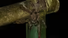 Psalmopoeus cambridgei
