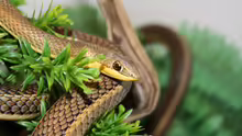 Psammophis sibilans