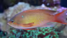 Pseudanthias squamipinnis - Juwelen Fahnenbarsch Männchen