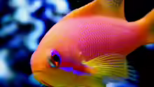 Pseudanthias squamipinnis