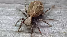 Pseudeuophrys lanigera