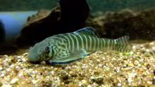 Pseudogastromyzon fasciatus