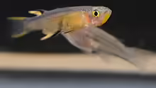 Pseudomugil cyanodorsalis