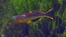 Pseudomugil furcatus