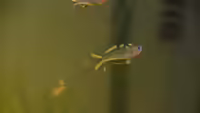 Pseudomugilidae