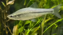 Pseudorasbora parva